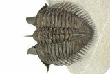Triple Erbenochile Trilobite Association - Foum Zguid, Morocco #227801-7